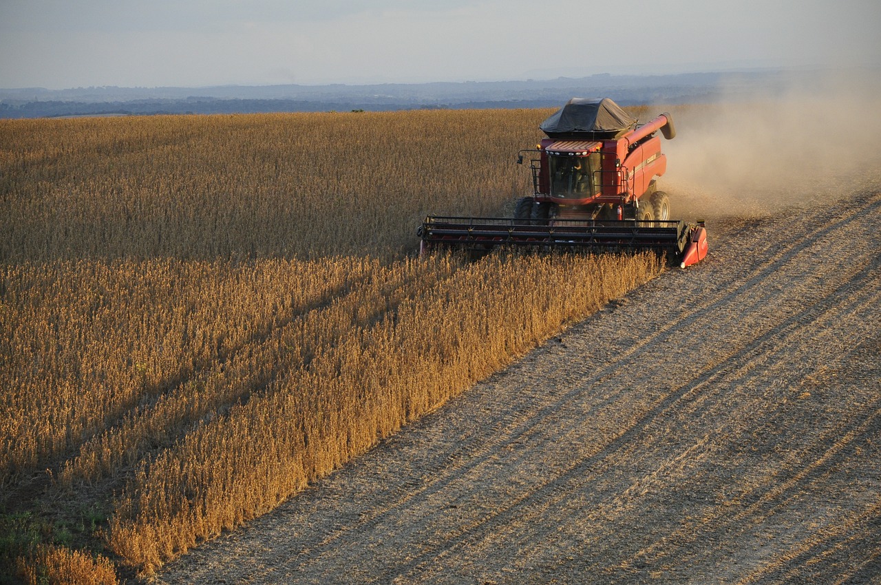 Soja deve responder por quase metade do total de cereais, leguminosas e oleaginosas produzidos no Brasil em 2024