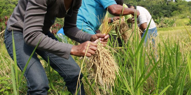 Aumento no preço do Arroz